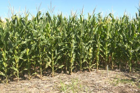 Cosecha de Maiz y Recorrida por Ensayos de Hibridos junto a Agrofe Campo y KWS en Victoria