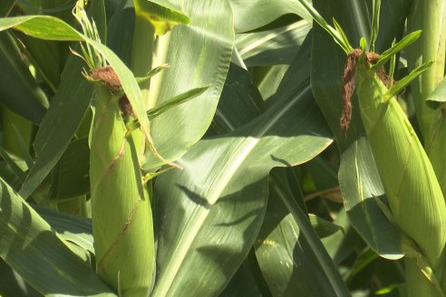 Cosecha de Maiz y Recorrida por Ensayos de Hibridos junto a Agrofe Campo y KWS en Victoria