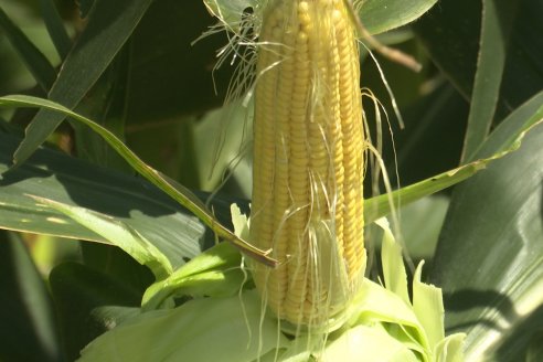 Cosecha de Maiz y Recorrida por Ensayos de Hibridos junto a Agrofe Campo y KWS en Victoria