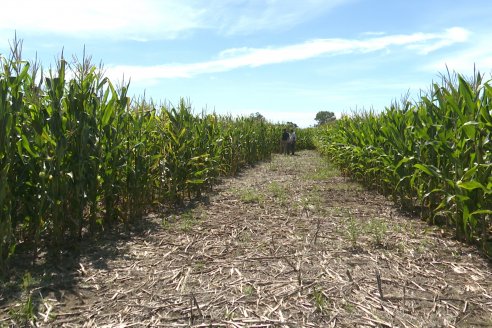 Cosecha de Maiz y Recorrida por Ensayos de Hibridos junto a Agrofe Campo y KWS en Victoria