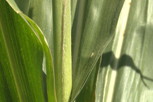 Cosecha de Maiz y Recorrida por Ensayos de Hibridos junto a Agrofe Campo y KWS en Victoria