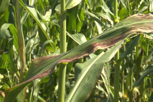 Cosecha de Maiz y Recorrida por Ensayos de Hibridos junto a Agrofe Campo y KWS en Victoria