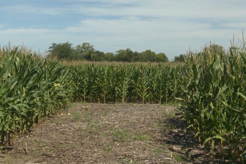 Cosecha de Maiz y Recorrida por Ensayos de Hibridos junto a Agrofe Campo y KWS en Victoria