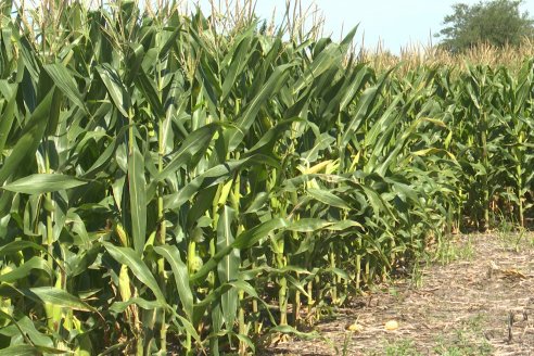 Cosecha de Maiz y Recorrida por Ensayos de Hibridos junto a Agrofe Campo y KWS en Victoria