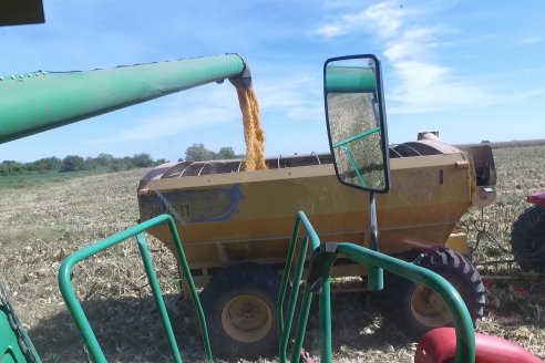 Cosecha de Maiz y Recorrida por Ensayos de Hibridos junto a Agrofe Campo y KWS en Victoria