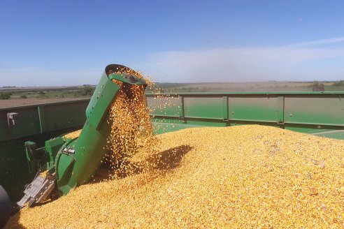 Cosecha de Maiz y Recorrida por Ensayos de Hibridos junto a Agrofe Campo y KWS en Victoria