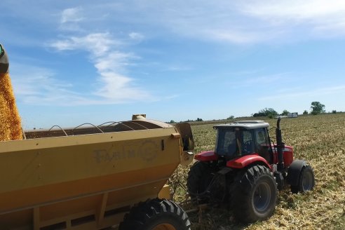 Cosecha de Maiz y Recorrida por Ensayos de Hibridos junto a Agrofe Campo y KWS en Victoria