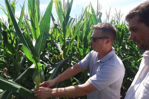 Cosecha de Maiz y Recorrida por Ensayos de Hibridos junto a Agrofe Campo y KWS en Victoria