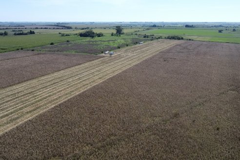 Cosecha de Maiz y Recorrida por Ensayos de Hibridos junto a Agrofe Campo y KWS en Victoria