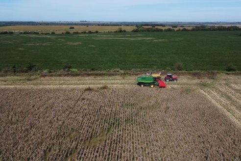 Cosecha de Maiz y Recorrida por Ensayos de Hibridos junto a Agrofe Campo y KWS en Victoria