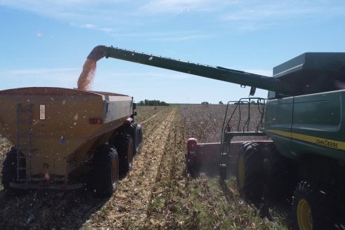 Cosecha de Maiz y Recorrida por Ensayos de Hibridos junto a Agrofe Campo y KWS en Victoria