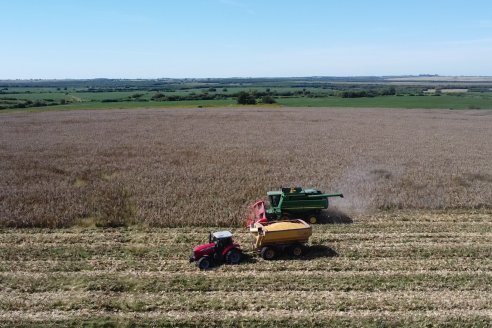 Cosecha de Maiz y Recorrida por Ensayos de Hibridos junto a Agrofe Campo y KWS en Victoria