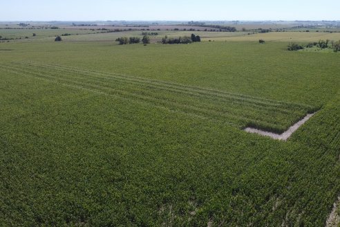 Cosecha de Maiz y Recorrida por Ensayos de Hibridos junto a Agrofe Campo y KWS en Victoria