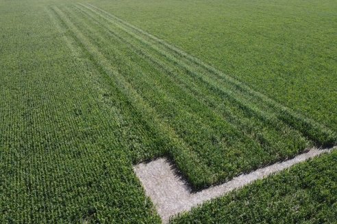 Cosecha de Maiz y Recorrida por Ensayos de Hibridos junto a Agrofe Campo y KWS en Victoria