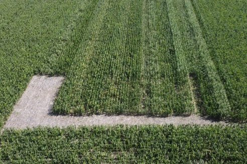 Cosecha de Maiz y Recorrida por Ensayos de Hibridos junto a Agrofe Campo y KWS en Victoria