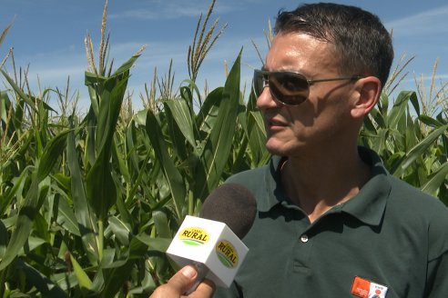 Cosecha de Maiz y Recorrida por Ensayos de Hibridos junto a Agrofe Campo y KWS en Victoria