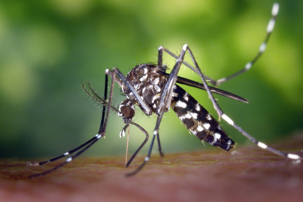 El ataque de estos mosquitos generaron 2.000 nuevos enfermos en la provincia.