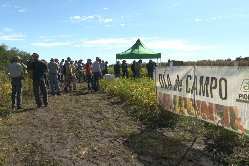 Dia a Campo Pioneer - Agroservicios Paraná SRL -   La Picada, Entre Ríos