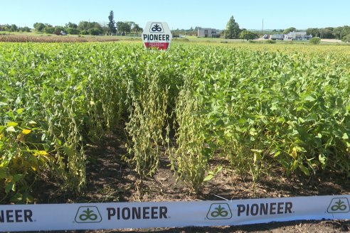 Dia a Campo Pioneer - Agroservicios Paraná SRL -   La Picada, Entre Ríos