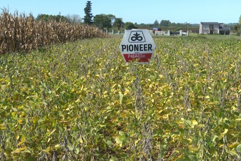 Dia a Campo Pioneer - Agroservicios Paraná SRL -   La Picada, Entre Ríos