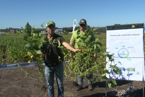 Dia a Campo Pioneer - Agroservicios Paraná SRL -   La Picada, Entre Ríos