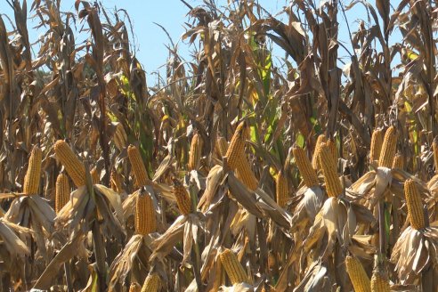 Dia a Campo Pioneer - Agroservicios Paraná SRL -   La Picada, Entre Ríos