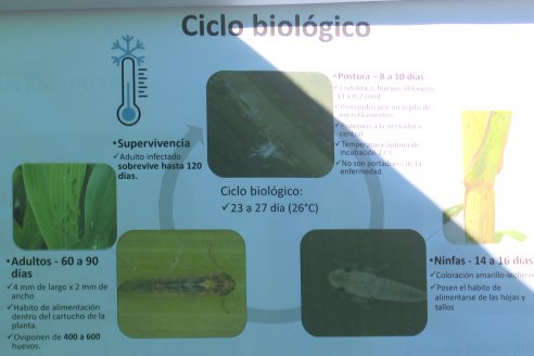 Dia a Campo Pioneer - Agroservicios Paraná SRL -   La Picada, Entre Ríos