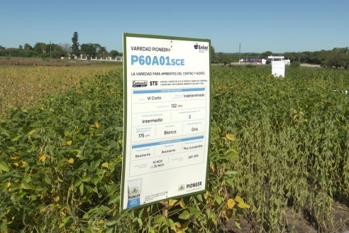 Dia a Campo Pioneer - Agroservicios Paraná SRL -   La Picada, Entre Ríos