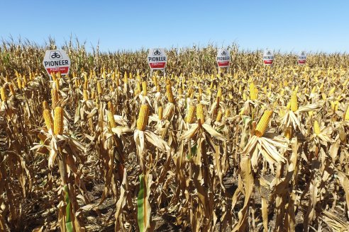 Dia a Campo Pioneer - Agroservicios Paraná SRL -   La Picada, Entre Ríos