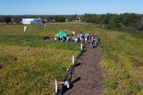 Dia a Campo Pioneer - Agroservicios Paraná SRL -   La Picada, Entre Ríos