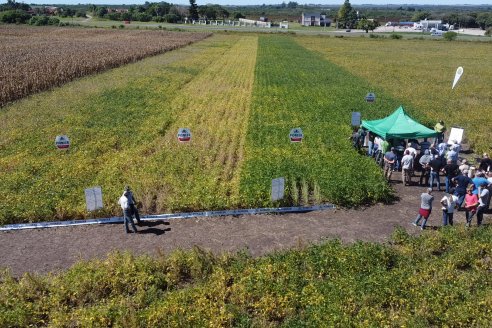 Dia a Campo Pioneer - Agroservicios Paraná SRL -   La Picada, Entre Ríos