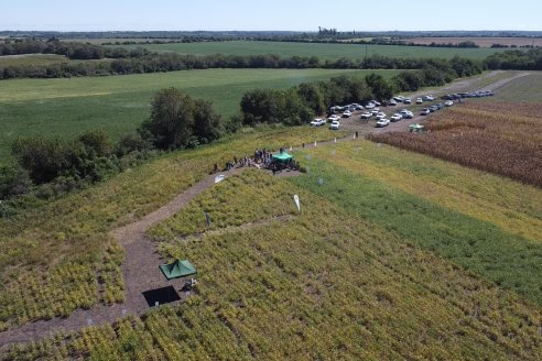 Dia a Campo Pioneer - Agroservicios Paraná SRL -   La Picada, Entre Ríos