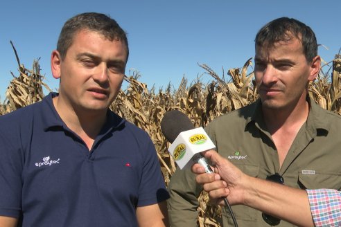 Dia a Campo Pioneer - Agroservicios Paraná SRL -   La Picada, Entre Ríos