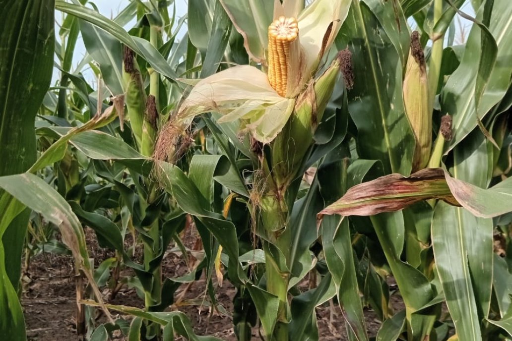 Spiroplasma afecta el crecimiento y desarrollo de las plantas de maíz