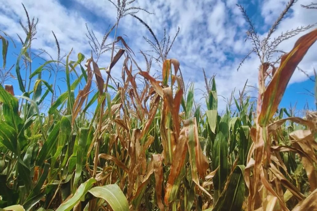 Campos de las Experimentales Paraná y Uruguay quedan bajo el manto del ajuste. Campos de las Experimentales Paraná y Uruguay quedan bajo el manto del ajuste.