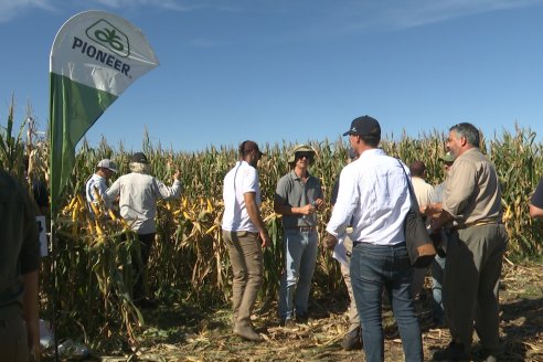 Jornada Técnica a Campo - Ensayo Comparativo de Rendimiento en Maiz Tardio del CIAV - Establ.San Daniel.  Victoria, Entre Ríos