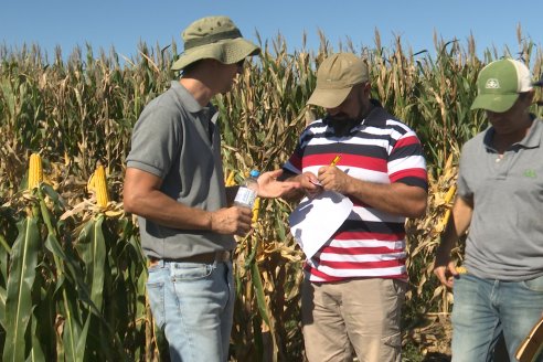 Jornada Técnica a Campo - Ensayo Comparativo de Rendimiento en Maiz Tardio del CIAV - Establ.San Daniel.  Victoria, Entre Ríos