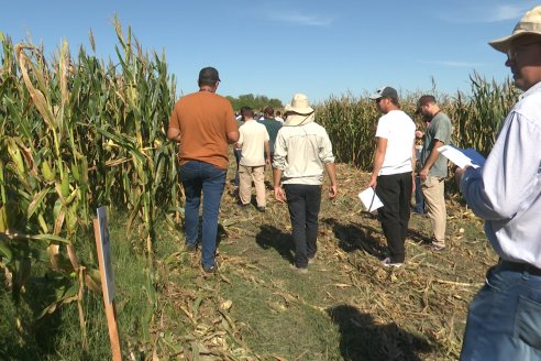 Jornada Técnica a Campo - Ensayo Comparativo de Rendimiento en Maiz Tardio del CIAV - Establ.San Daniel.  Victoria, Entre Ríos