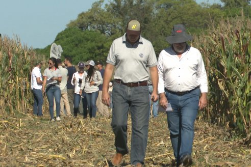 Jornada Técnica a Campo - Ensayo Comparativo de Rendimiento en Maiz Tardio del CIAV - Establ.San Daniel.  Victoria, Entre Ríos