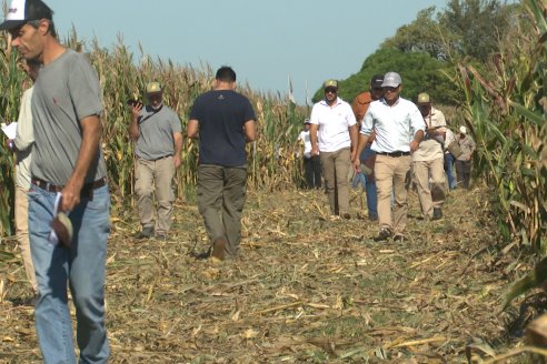 Jornada Técnica a Campo - Ensayo Comparativo de Rendimiento en Maiz Tardio del CIAV - Establ.San Daniel.  Victoria, Entre Ríos