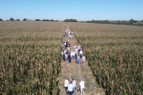 Jornada Técnica a Campo - Ensayo Comparativo de Rendimiento en Maiz Tardio del CIAV - Establ.San Daniel.  Victoria, Entre Ríos