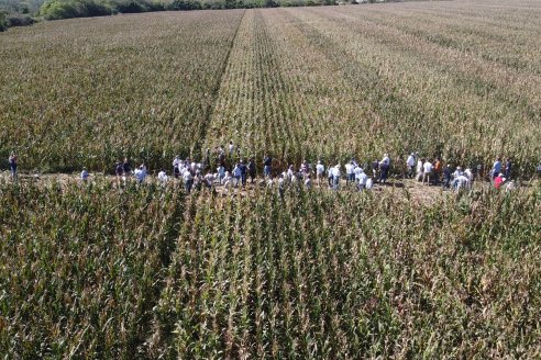 Jornada Técnica a Campo - Ensayo Comparativo de Rendimiento en Maiz Tardio del CIAV - Establ.San Daniel.  Victoria, Entre Ríos