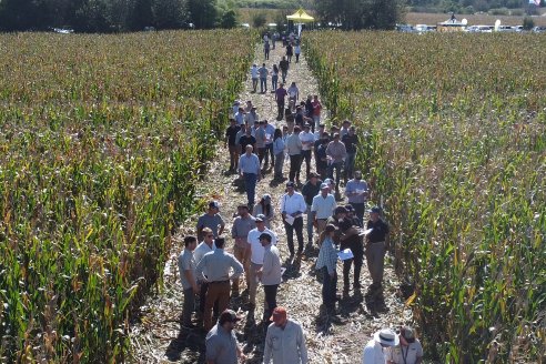 Jornada Técnica a Campo - Ensayo Comparativo de Rendimiento en Maiz Tardio del CIAV - Establ.San Daniel.  Victoria, Entre Ríos