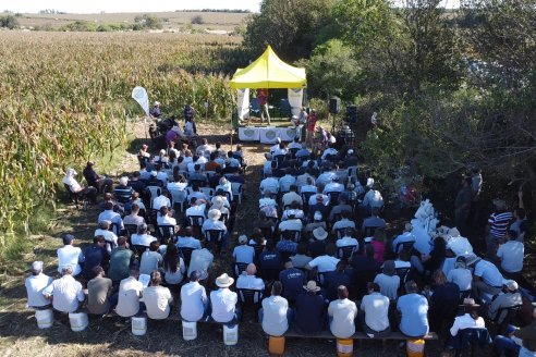 Jornada Técnica a Campo - Ensayo Comparativo de Rendimiento en Maiz Tardio del CIAV - Establ.San Daniel.  Victoria, Entre Ríos