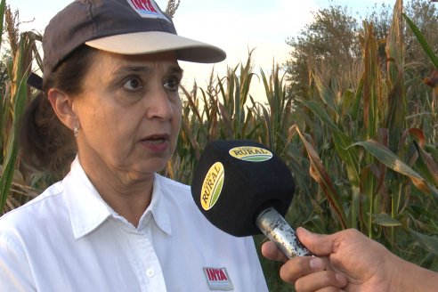 Jornada Técnica a Campo - Ensayo Comparativo de Rendimiento en Maiz Tardio del CIAV - Establ.San Daniel.  Victoria, Entre Ríos