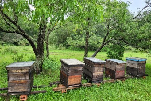Medidas sanitarias para prevenir el ingreso del pequeño escarabajo de las colmenas