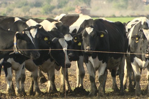 Las Buenas Prácticas Lecheras de Entre Ríos están en marcha