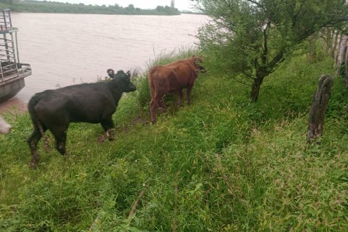 Cuando empieza a volver la hacienda a las islas, suben las tasas por uso de corrales y bretes