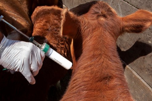 Simplifican y establecen nuevas condiciones para la producción de vacunas contra fiebre aftosa