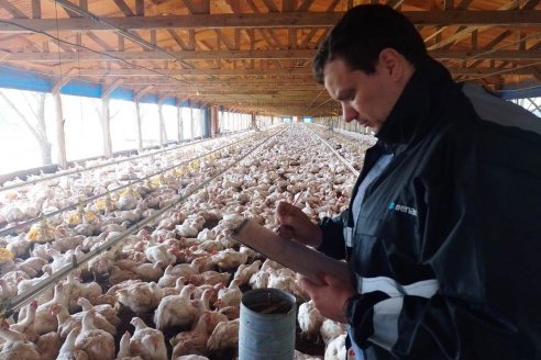 Senasa fiscalizó granjas avícolas para fortalecer la sanidad y el bienestar animal